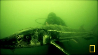 Nat Geo - Monster Fish  - Green Goliath