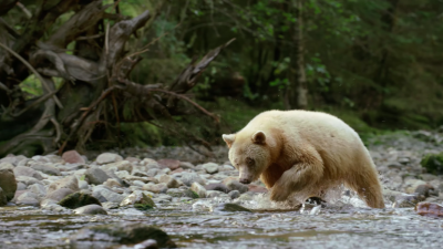 Great Bear Rainforest IMAX