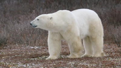 Polar Bear Travel