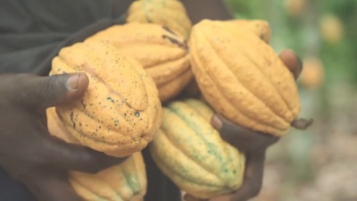 Cocoa Life:  Cote d'Ivoire